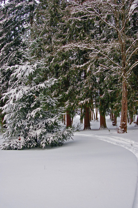Winter comes to Columbia View Park: Wilkes East Neighborhood, Gresham Oregon. 2008 Lee Dayfield Photography