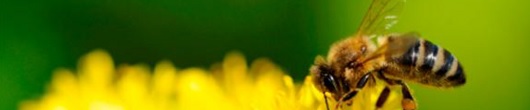 Volunteers Needed to Build a Pollinator Peace Garden at Vance Park, 1400 SE 182nd Ave, Gresham: Sat Feb 25, 2017 10AM-2PM. Help us plant lots of pollinator-friendly flowers today & March 18th. Bring your gloves! Info here!