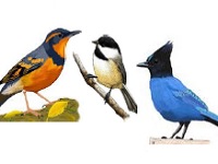Basic Birding Class with Portland Audubon, Nadaka Nature Park: Thu May 21, 2015 6:30PM-8PM. Info here!