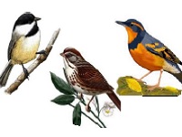 Birding Walk with Portland Audubon, Nadaka Nature Park: Sat May 23, 2015 10AM-11AM. Info here!
