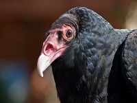 Audubon & Nadaka Nature Park welcome back Vulture Day: Sat Mar 19, 2016 12PM-3PM. Join the fun. Info here!