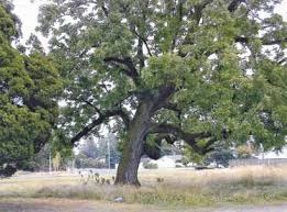 Senior Healthy Hikers, Gresham’s Significant Trees Walk: Wed, Jul 15, 2020 10AM-12PM. Let's Go Walking! Info here!
