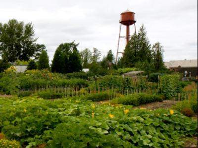 Free Event, Edgefield Country Garden Tour. Hosted by SnowCap Community Charities. Grow your own produce! Novice and experienced gardeners will love this tour: Aug 18, 2011 10AM-1PM. Info here!