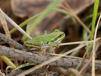 Free, Columbia Slough Tour, Explore the Life of Frogs: Apr 11, 2012 5-6PM. Info here!