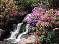 Senior Healthy Hikers, Crystal Springs Rhododendron Garden: Tue Jun 23, 2015 8:30AM-3PM. Info here!