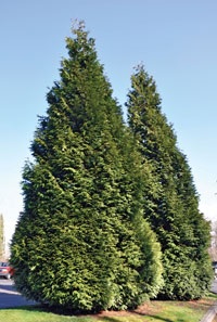 Hogan Cedars; Only in Gresham. Gresham is the only place where the Hogan cedar grows naturally, along Hogan Road along Johnson Creek.