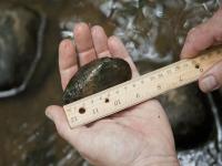 Johnson Creek Watershed Council seeks volunteers for native freshwater mussel surveys this summer, July-Sept 2011. This event represents a unique opportunity for the general public to assist with important field research. Apply here!