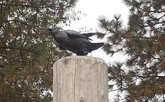 Raven sculpture at Nadaka Nature Park, Gresham OR