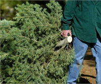 Holiday Recycling Tips: How-to Recycle Your Holiday Extras plus Recycle Your Tree Curbside for Free! Info here! title=