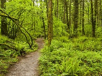 City of Gresham Senior Healthy Hikers, Mount Talbert Nature Park Hike: Tue, Apr 30, 2019 9AM-5PM. Let's Go Walking!. Info here!