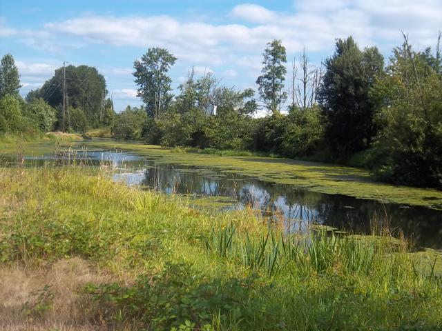 A lazy hot August afternoon stroll along the Columbia Slough Trail captured the peaceful serenity of this ecologically rich 18-mile long waterway immediately north of the Wilkes East Neighborhood in Gresham OR. Learn more.