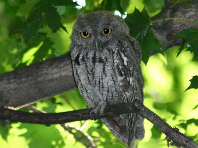 Nadaka Nature Park News. Audubon Society of Portland releases two juvenile Western Screech Owls Sep 8, 2010, Dogipot Waste Station installed, SOLV volunteers pitch-in, and more. Info here!
