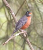Spring Birds Identification Class. Join us for a course in identifying spring migrants and summer breeders: Apr 03, 2014 7:30-9PM. Info Here!
